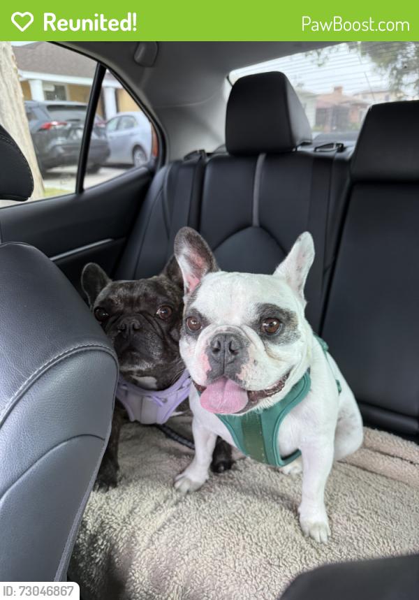 Reunited Unknown Dog last seen South Gate Park, South Gate, CA 90280