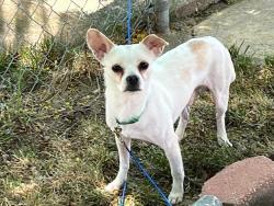 Found/Stray Male Dog last seen 29th and Derry St , Harrisburg, PA 17111