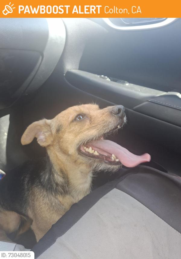 Found/Stray Female Dog last seen Rancho and louise , Colton, CA 92324