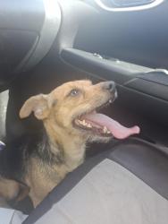 Found/Stray Female Dog last seen Rancho and louise , Colton, CA 92324
