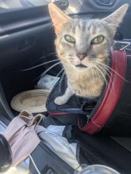 Lost Female Cat last seen El Bruno Restaurant, Cuba, NM 87013