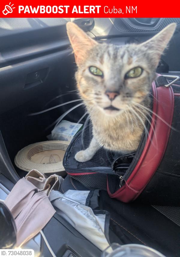 Lost Female Cat last seen El Bruno Restaurant, Cuba, NM 87013