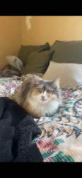 Lost Female Cat last seen bike path, Hudson, MA 01749