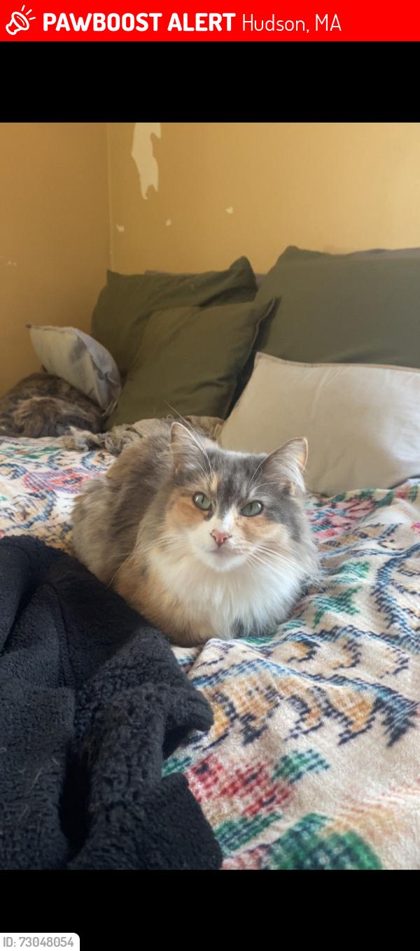 Lost Female Cat last seen bike path, Hudson, MA 01749
