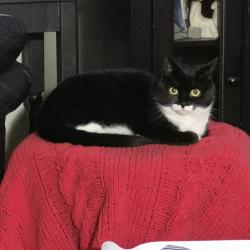 Lost Female Cat last seen Near Barrett Road, Beaverbank, Greater London, England E17 9ET