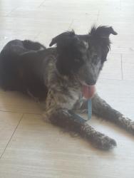 Reunited Female Dog last seen Valhalla highschool , Rancho San Diego, CA 92019