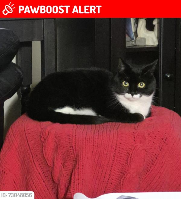 Lost Female Cat last seen Near Barrett Road, Beaverbank, Greater London, England E17 9ET