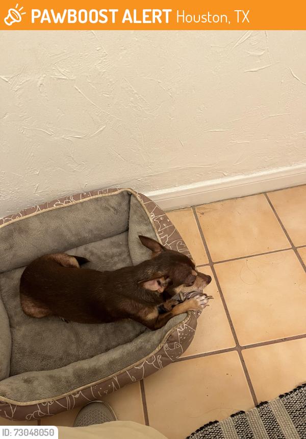 Found/Stray Female Dog last seen Near Barbarossa Dr, Houston, TX 77083