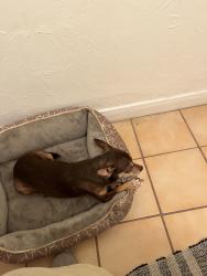 Found/Stray Female Dog last seen Near Barbarossa Dr, Houston, TX 77083