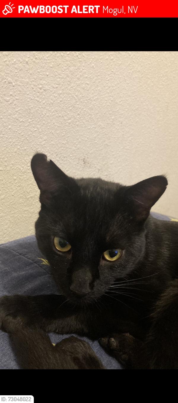 Lost Male Cat last seen Canepa Ranch Rd, NV, Mogul, NV 89523