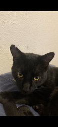 Lost Male Cat last seen Canepa Ranch Rd, NV, Mogul, NV 89523