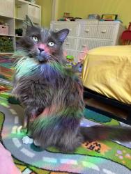 Reunited Male Cat last seen S K St & S 35th St, Tacoma, WA 98418