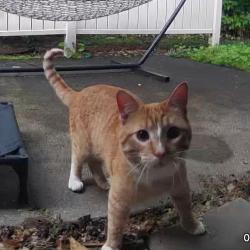 Found/Stray Male Cat last seen Auburn s, near Blake Rd. and Hwy 7, Hopkins, MN 55343