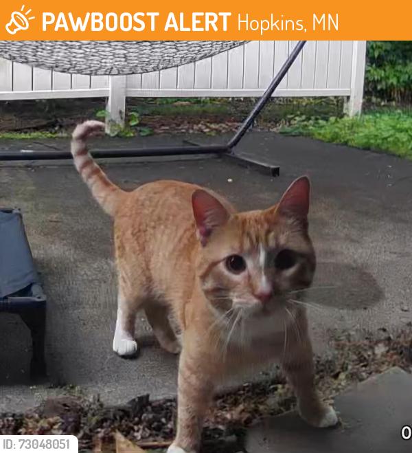 Found/Stray Male Cat last seen Auburn s, near Blake Rd. and Hwy 7, Hopkins, MN 55343