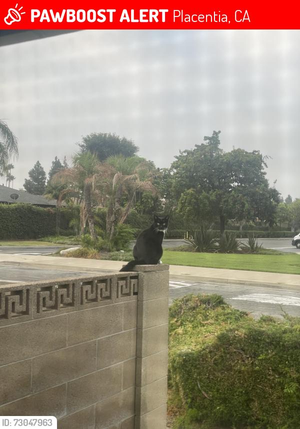 Lost Female Cat last seen Livingston and Heritage Ave, Placentia, CA 92870