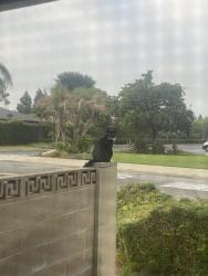 Lost Female Cat last seen Livingston and Heritage Ave, Placentia, CA 92870