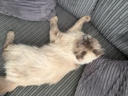 Reunited Female Cat last seen Pool Farm Road, Acocks Green, West Midlands, England B27