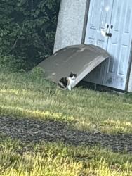 Found/Stray Female Cat last seen state road and costco drive, North Wales, PA 19454