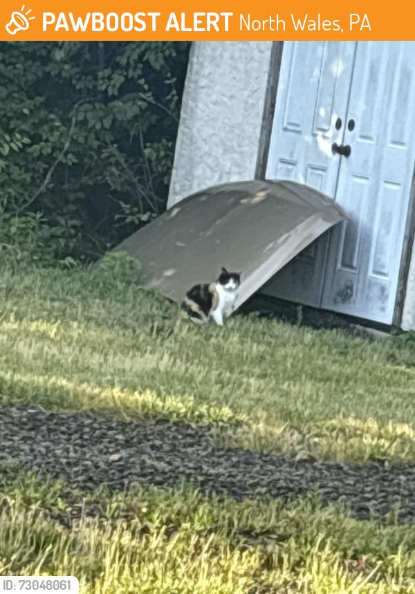 Found/Stray Female Cat last seen state road and costco drive, North Wales, PA 19454