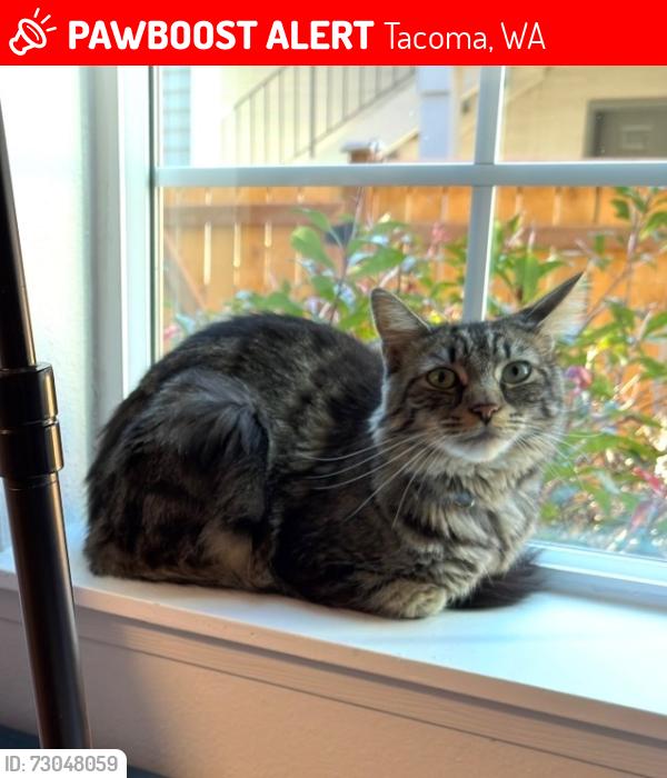 Lost Male Cat last seen N Pearl St and N 11th St, Tacoma, WA 98406