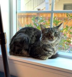 Lost Male Cat last seen N Pearl St and N 11th St, Tacoma, WA 98406
