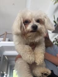 Reunited Male Dog last seen Near east Statesville ave, Mooresville, NC 28115