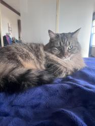 Lost Female Cat last seen Spain and Morris, Albuquerque, NM 87111