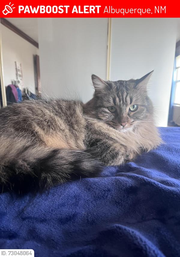 Lost Female Cat last seen Spain and Morris, Albuquerque, NM 87111