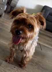 Reunited Male Dog last seen Lanning Drive and Armley, Whittier, CA 90604