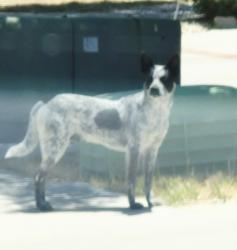 Found/Stray Male Dog last seen 35th street East and Rollingridge, Palmdale, CA 93550