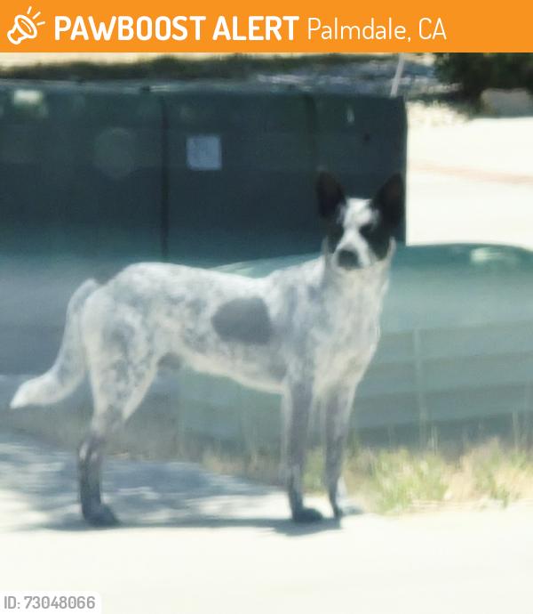 Found/Stray Male Dog last seen 35th street East and Rollingridge, Palmdale, CA 93550