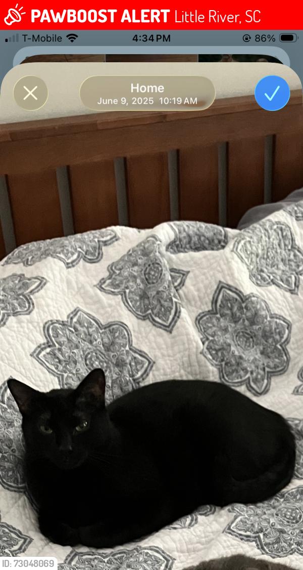 Lost Male Cat last seen Highway 1008, Little River, SC 29566