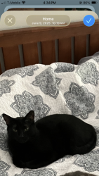 Lost Male Cat last seen Highway 1008, Little River, SC 29566