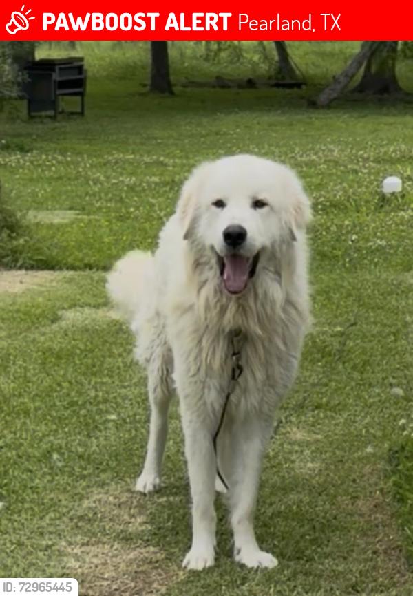 Lost Male Dog last seen County road 125, W. Edgewood Drive, Pearland, TX 77581