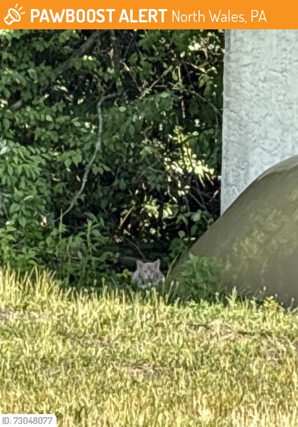 Found/Stray Unknown Cat last seen state rd and costco dr, North Wales, PA 19454