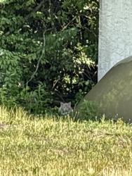 Found/Stray Unknown Cat last seen state rd and costco dr, North Wales, PA 19454
