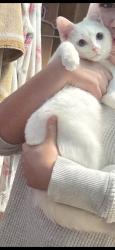 Lost Male Cat last seen Lagrange road 63street in Hodgkins , Hodgkins, IL 60525