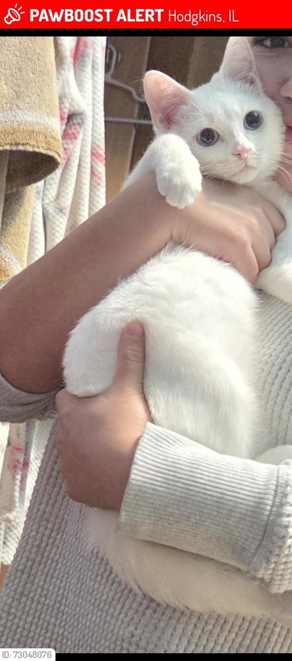 Lost Male Cat last seen Lagrange road 63street in Hodgkins , Hodgkins, IL 60525