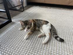Found/Stray Female Cat last seen Peer on 7th, Columbus, OH 43215