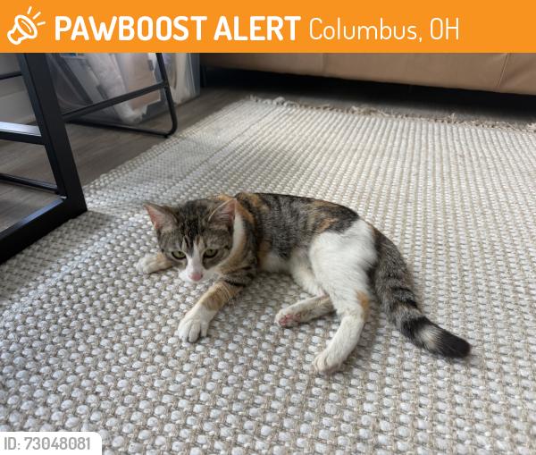 Found/Stray Female Cat last seen Peer on 7th, Columbus, OH 43215