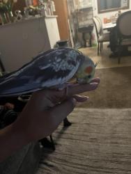 Lost Male Bird last seen Near Northstar Way, San Marcos, CA 92078, San Marcos, CA 92078