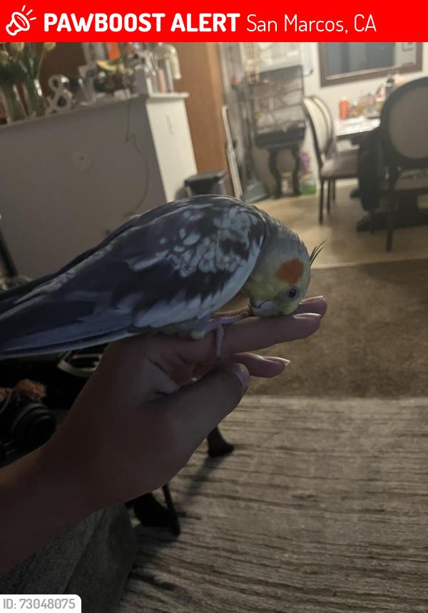 Lost Male Bird last seen Near Northstar Way, San Marcos, CA 92078, San Marcos, CA 92078