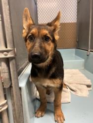 Shelter Stray Female Dog last seen PICKFAIR WAY, Madera County, CA, 205 Tozer St, Madera, CA 93638, USA