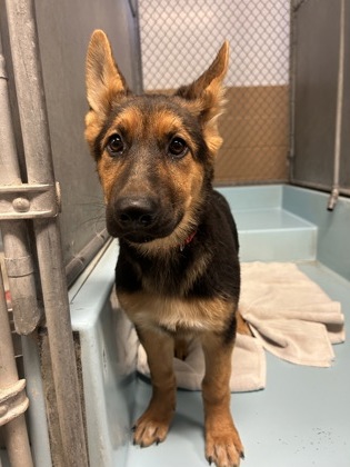 Shelter Stray Female Dog last seen PICKFAIR WAY, Madera County, CA, 205 Tozer St, Madera, CA 93638, USA