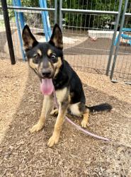 Shelter Stray Male Dog last seen Near Wellwater Way Lithonia, 30058, 30058, GA, 3280 Chamblee Dunwoody Rd, Chamblee, GA 30341, USA