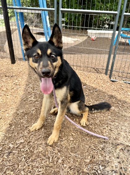 Shelter Stray Male Dog last seen Near Wellwater Way Lithonia, 30058, 30058, GA, 3280 Chamblee Dunwoody Rd, Chamblee, GA 30341, USA