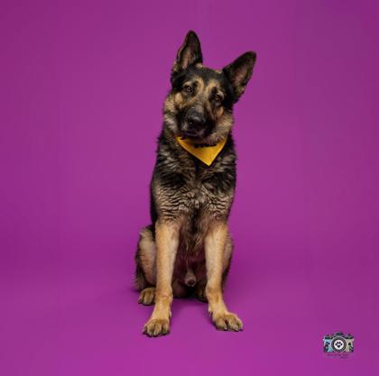 Shelter Stray Male Dog last seen Near valle romero, Socorro, TX, 5001 Fred Wilson Ave, El Paso, TX 79906, USA