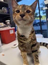 Found/Stray Female Cat last seen Sterling Blvd and West Maple Ave, Sterling, VA 20164