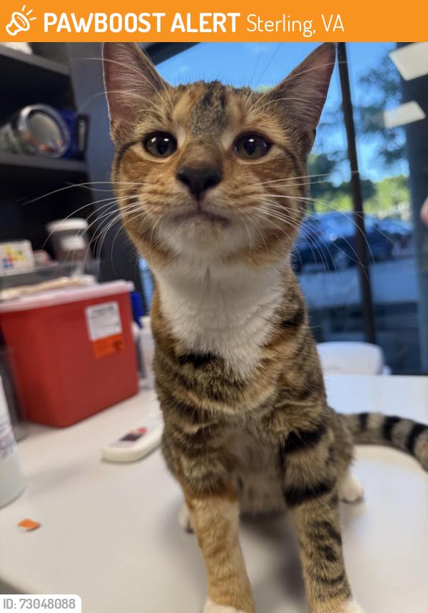 Found/Stray Female Cat last seen Sterling Blvd and West Maple Ave, Sterling, VA 20164
