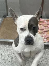 Shelter Stray Female Dog last seen Near Glendale Court, East Point, GA, 1251 Fulton Industrial Blvd NW, Atlanta, GA 30336, USA